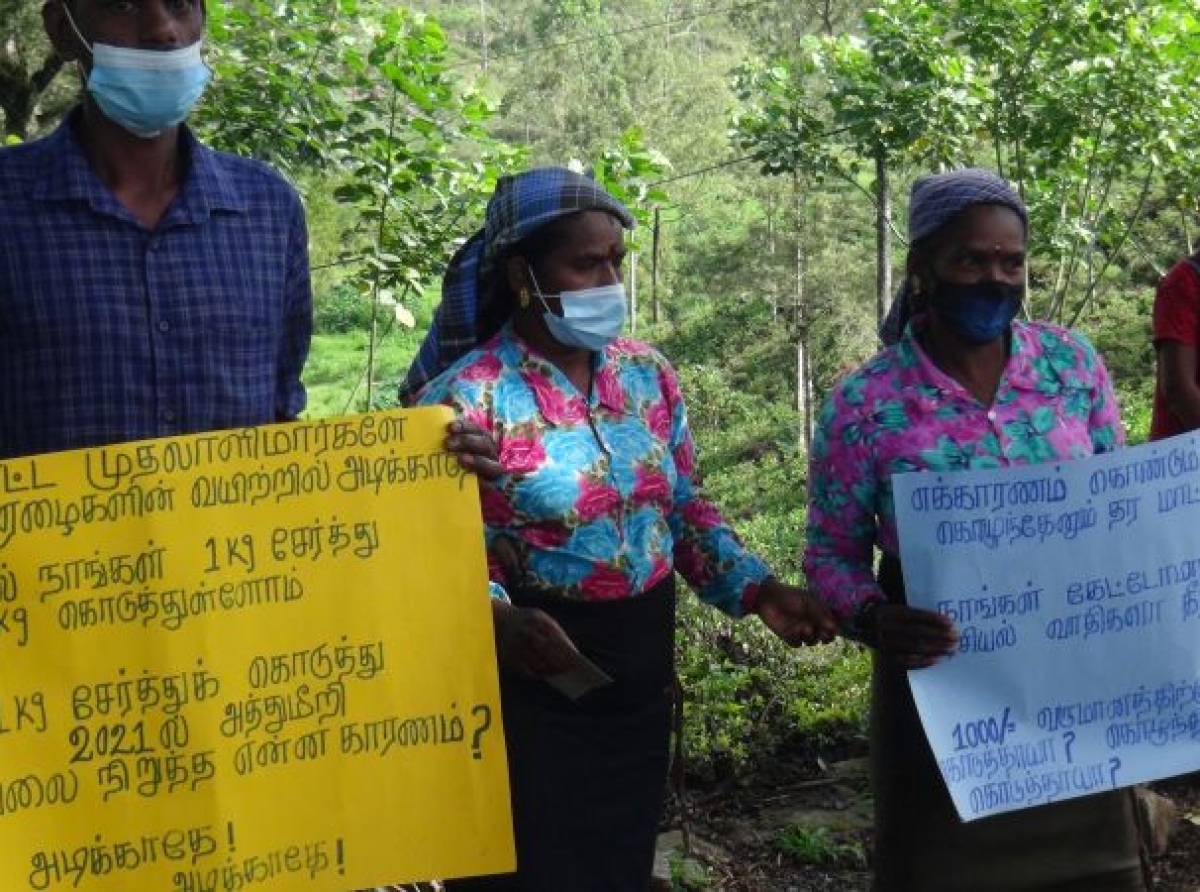 ஆயிரம் ரூபா தேவையானால் 20 கிலோ கொழுந்து - முகாமைக்கு எதிராக தொழிலாளர்