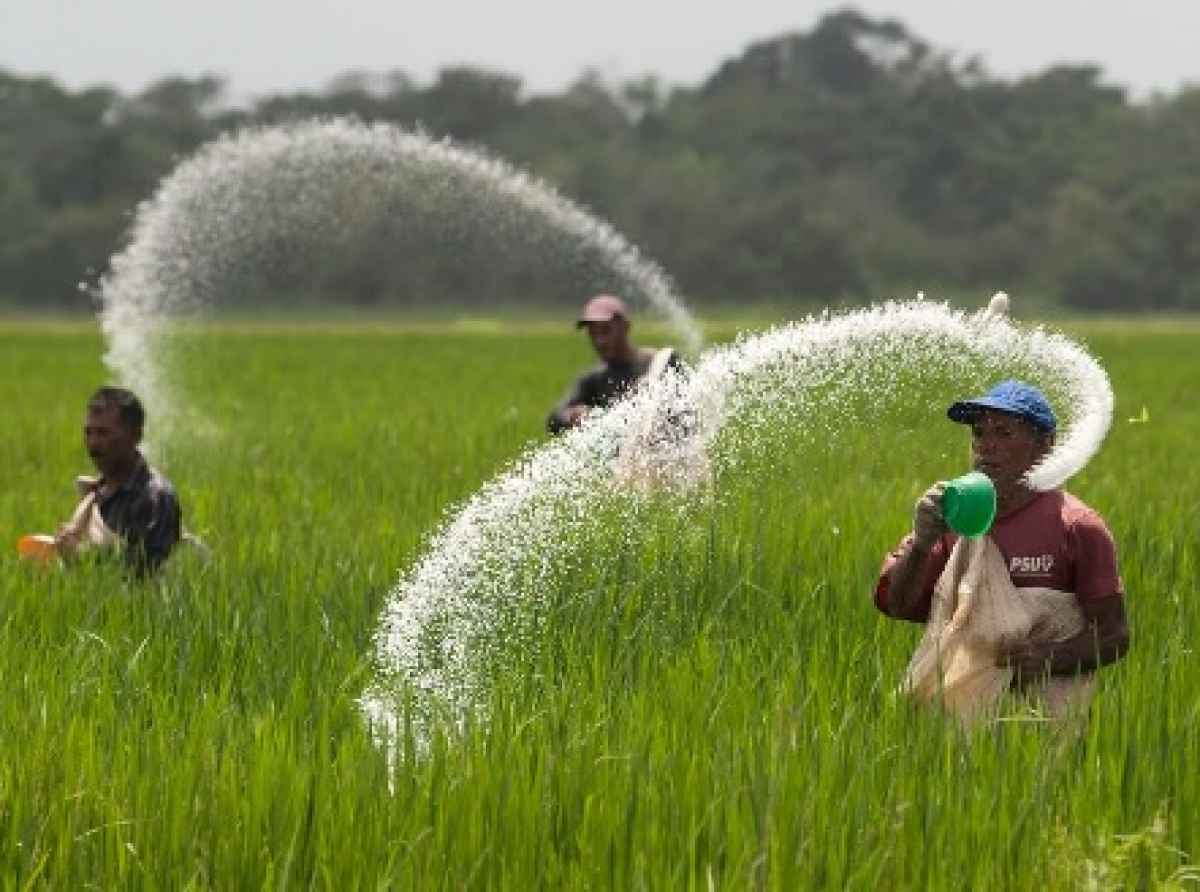 சிறுபோகத்திற்கு தேவையான உரத்தை வழங்கும் இந்தியா